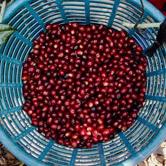 1000Gr Café Natural Antigua Kosher Reserva (Grano)