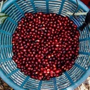 1000Gr Café Gourmet Yellow Catuai (copia)